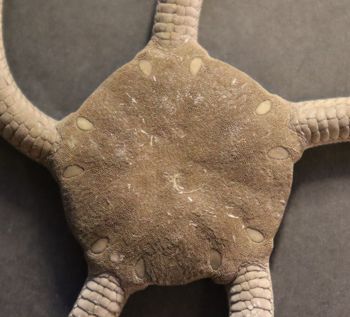 Media type: image; Invertebrate Zoology OPH-6153